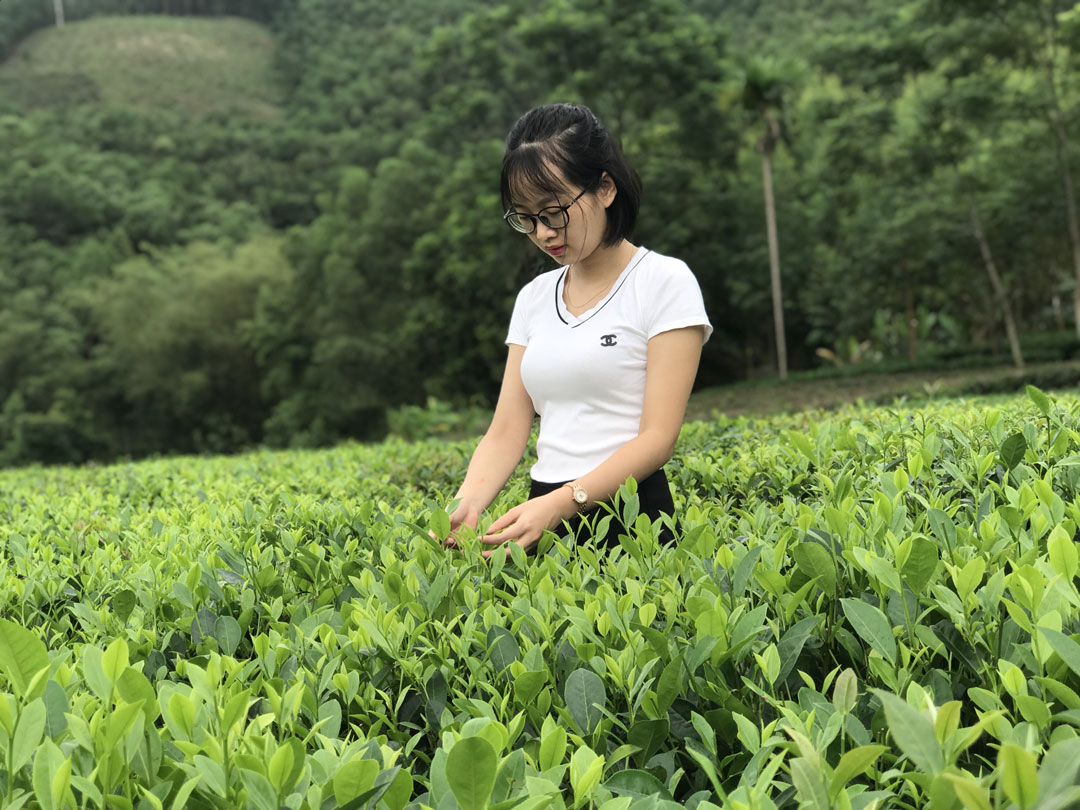 Đồi chè Đầm Vân Hội