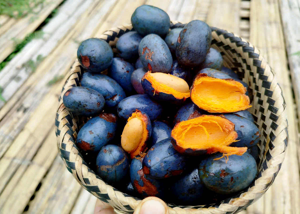 Quả cọ ỏm Phú Thọ